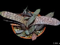 Gasteria doreeniae Swart Waterpoort, RSA ©JLcoll.4708.JPG